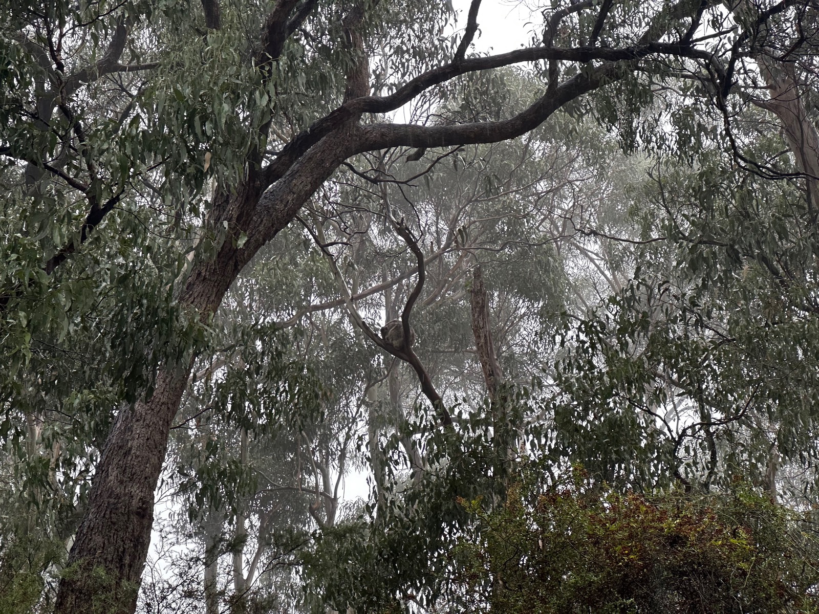 Tree branches with green leaves in a foggy area.